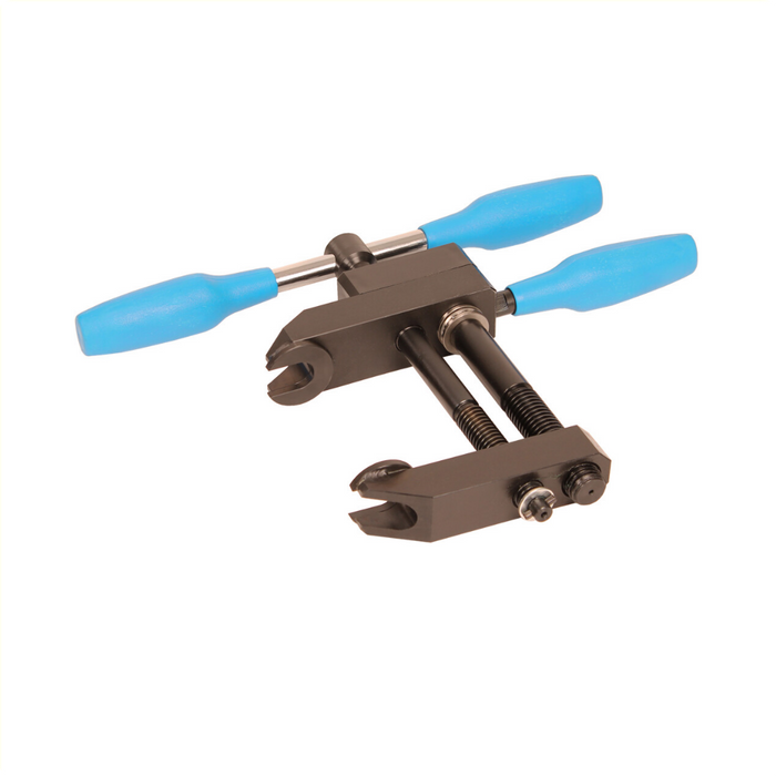 Cyclus trapaspers oa gazelle